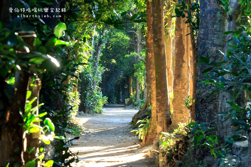 '沖繩自駕自由行.備瀨樹蔭林道