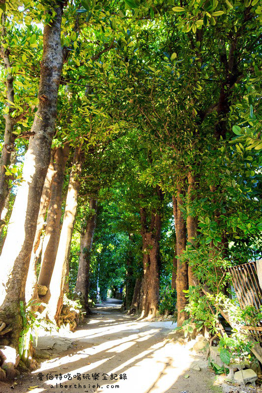 '沖繩自駕自由行.備瀨樹蔭林道