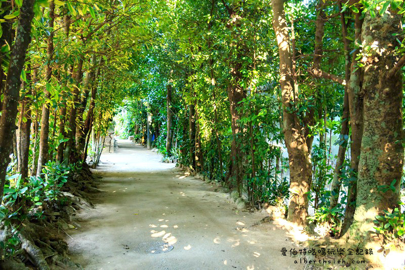 '沖繩自駕自由行.備瀨樹蔭林道