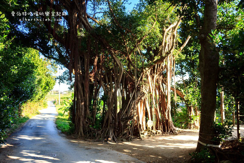 '沖繩自駕自由行.備瀨樹蔭林道