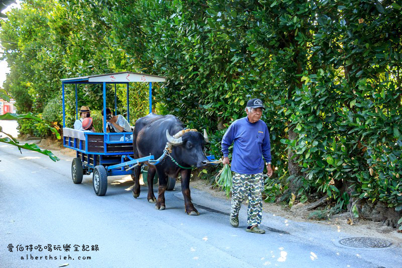 '沖繩自駕自由行.備瀨樹蔭林道