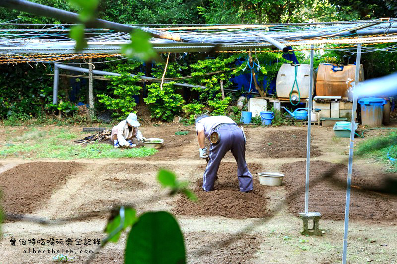 '沖繩自駕自由行.備瀨樹蔭林道