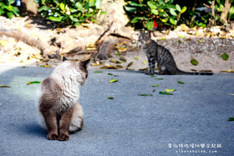 '沖繩自駕自由行.備瀨樹蔭林道