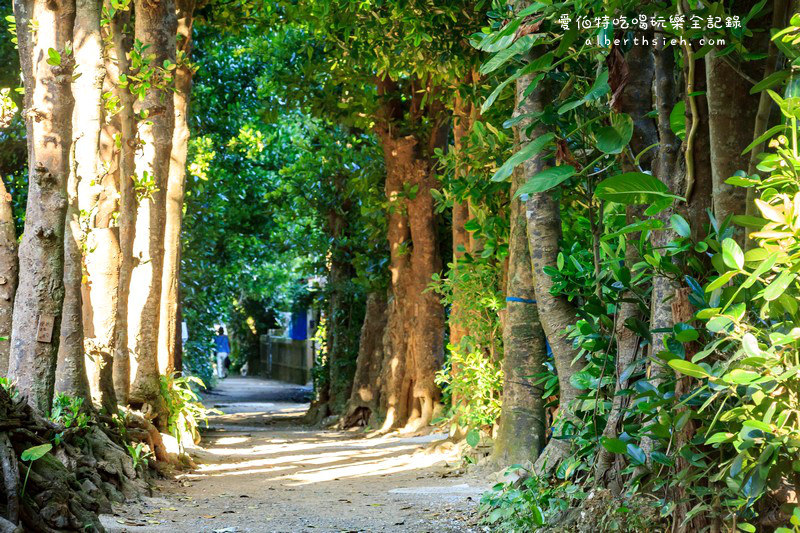 '沖繩自駕自由行.備瀨樹蔭林道
