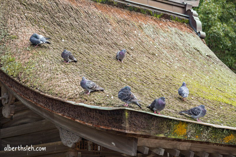 太宰府天滿宮.九州福岡景點(日本的孔廟求學問祈願的神社) @愛伯特 太宰府天滿宮.九州福岡景點(日本的孔廟求學問祈願的神社)