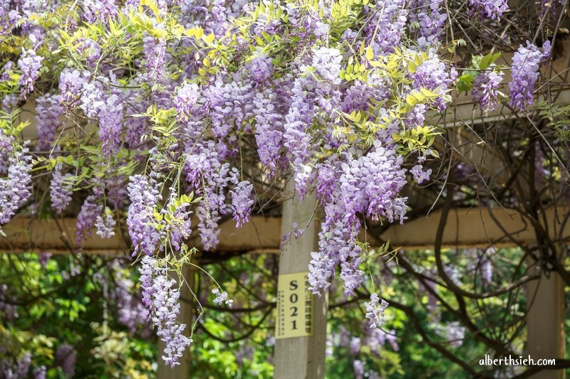 龍德公園紫藤花．桃園中壢景點