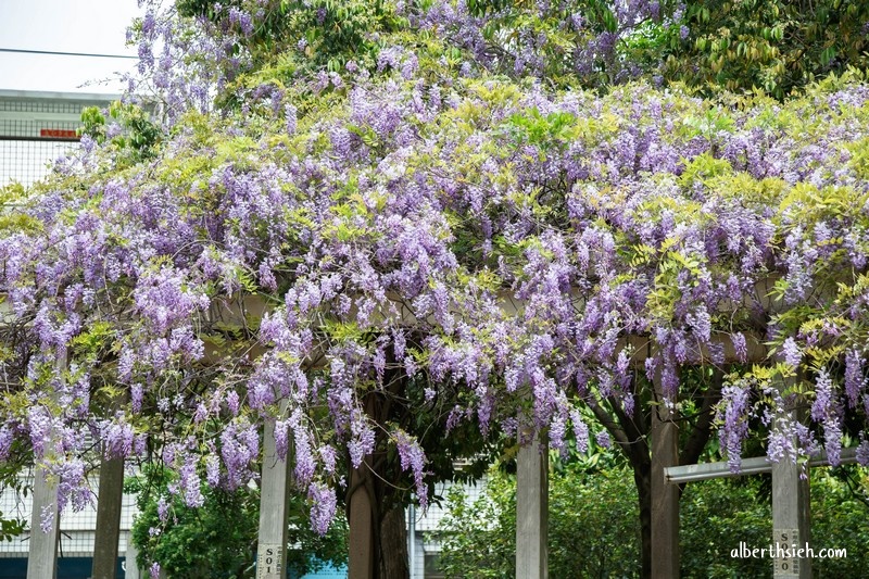 龍德公園紫藤花．桃園中壢景點