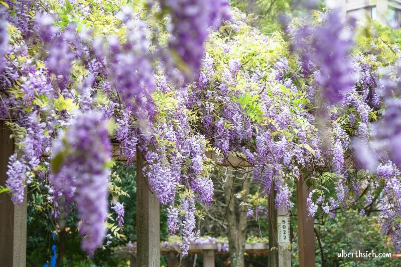 龍德公園紫藤花．桃園中壢景點