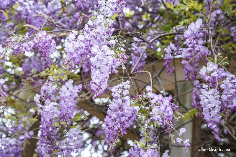 龍德公園紫藤花．桃園中壢景點