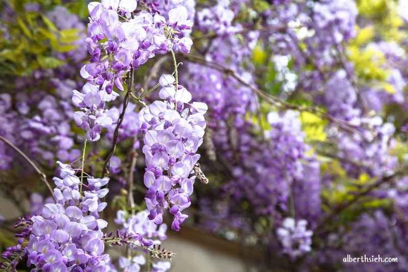 龍德公園紫藤花．桃園中壢景點