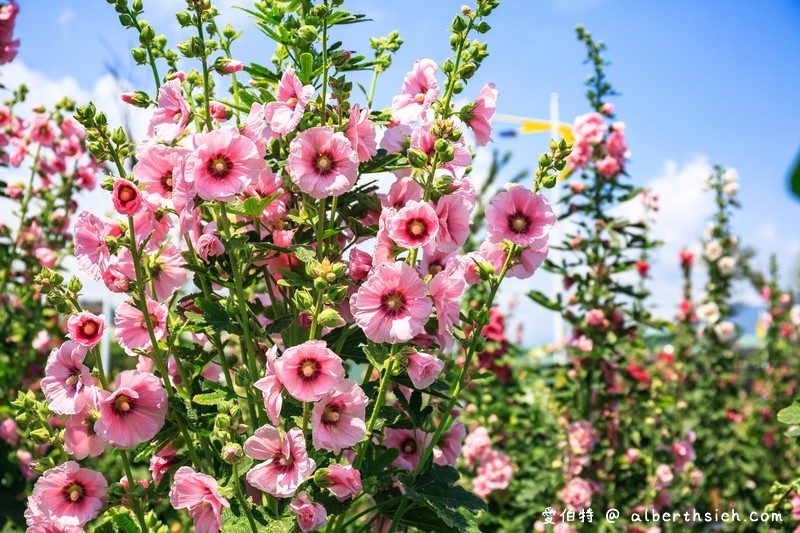 蜀葵花海．花蓮十六股大道