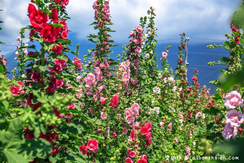 蜀葵花海．花蓮十六股大道