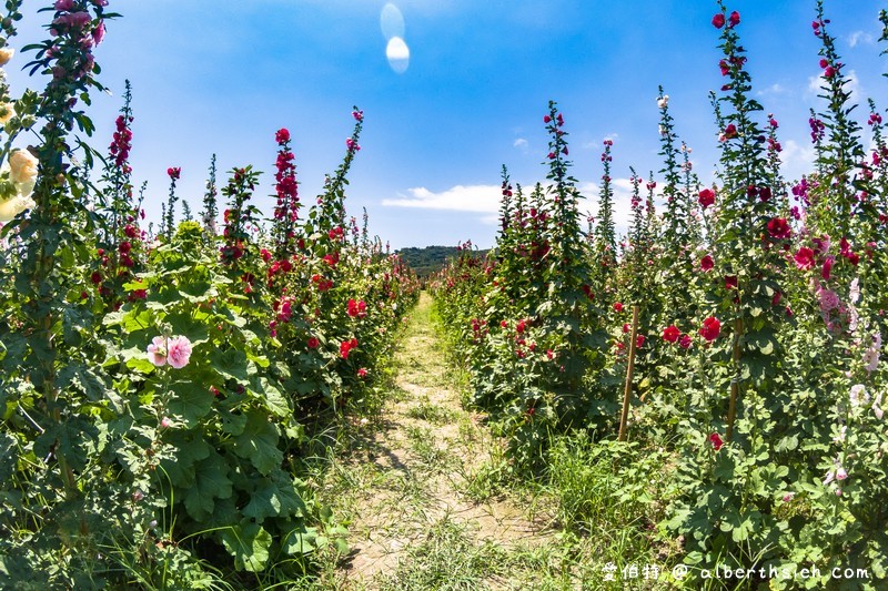 蜀葵花海．花蓮十六股大道