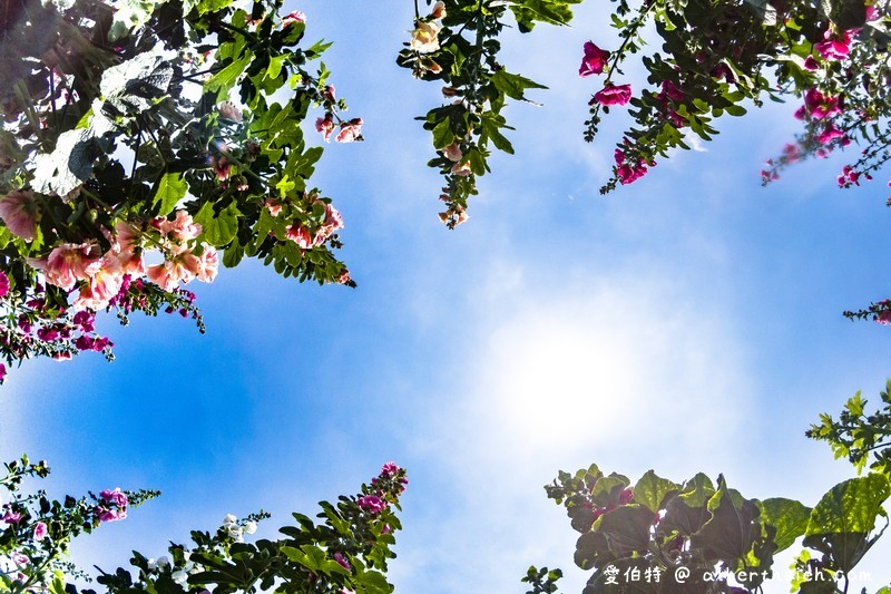 蜀葵花海．花蓮十六股大道