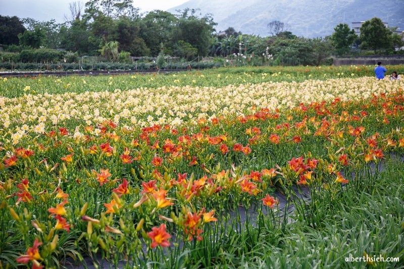 嘉德萱草花田．花蓮吉安景點