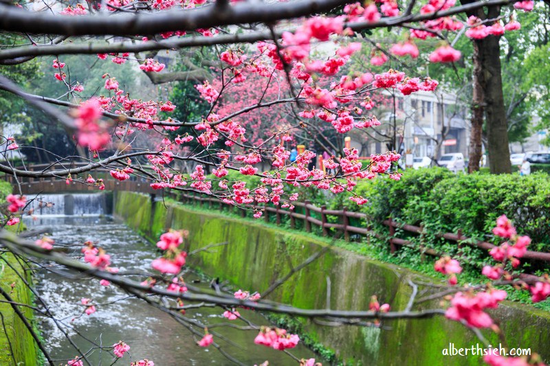 莒光櫻花公園．桃園中壢景點