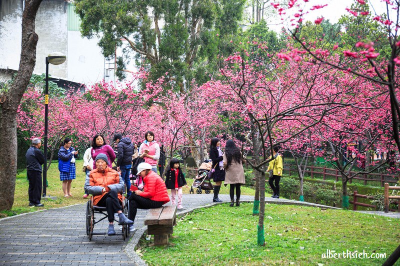 莒光櫻花公園．桃園中壢景點