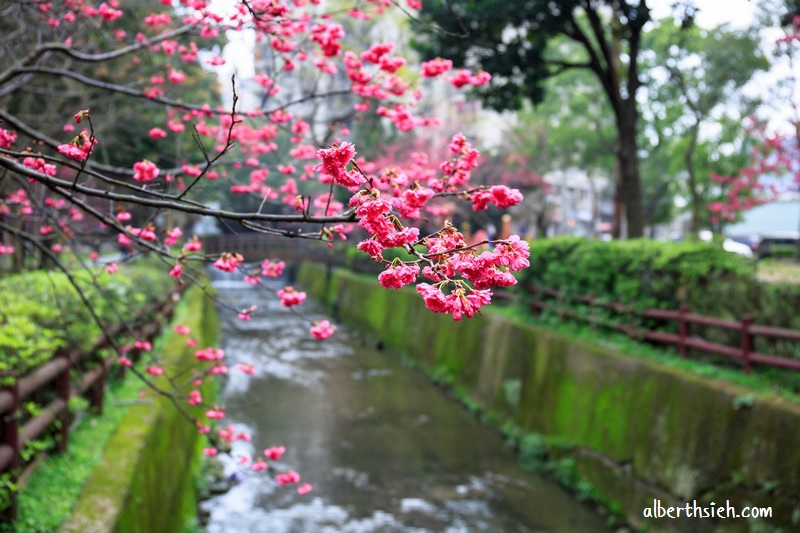 莒光櫻花公園．桃園中壢景點