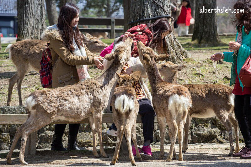 奈良公園