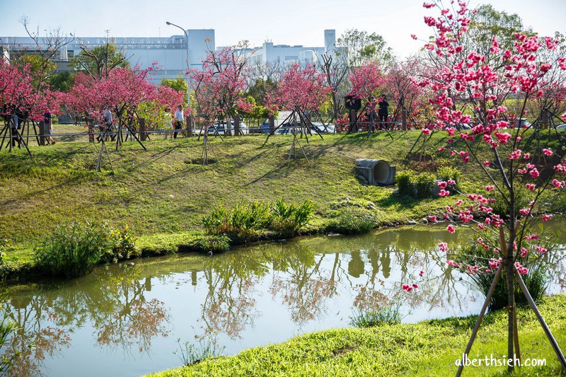 2021中科崴立櫻花公園．台中后里櫻花景點（千坪數百棵櫻花任你拍不用人擠人） @愛伯特