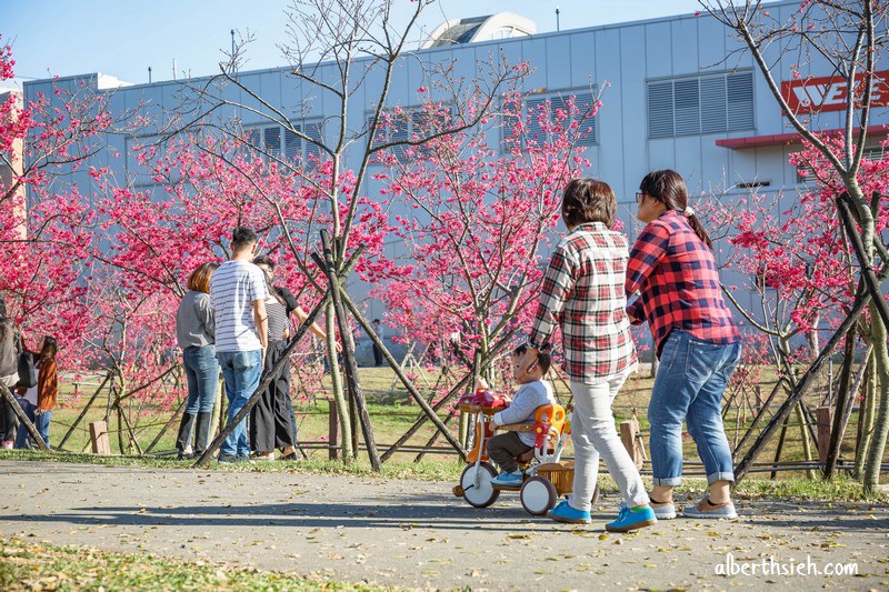 2021中科崴立櫻花公園．台中后里櫻花景點（千坪數百棵櫻花任你拍不用人擠人） @愛伯特