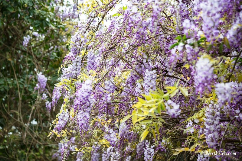 元生公園紫藤花．桃園中壢景點