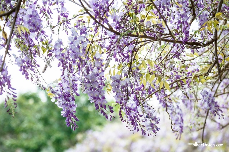 元生公園紫藤花．桃園中壢景點