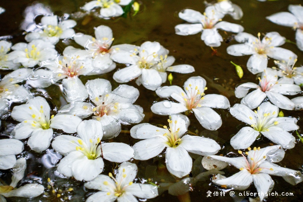 桃園大溪油桐花．十一指古道（百年茄冬樹/溪流/筆直健身古道） @愛伯特