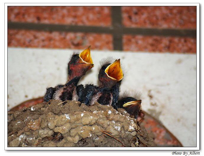 【生活記錄】桃園大溪．大溪（家門前的燕子） @愛伯特