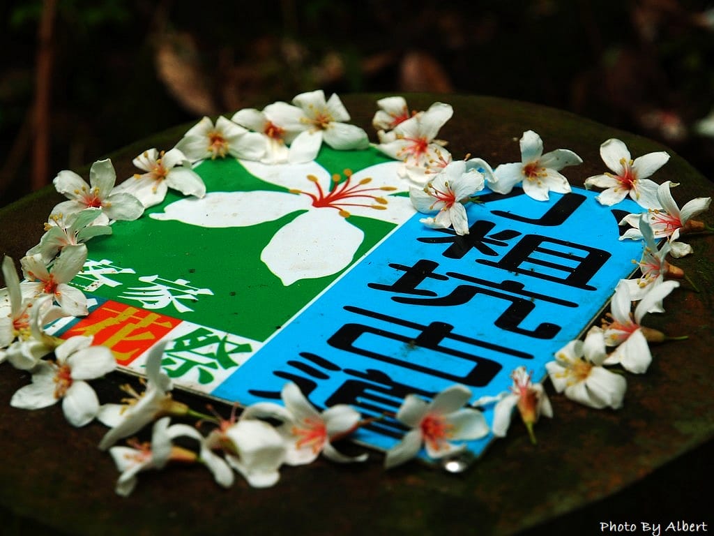 小粗坑古道．桃園龍潭油桐花