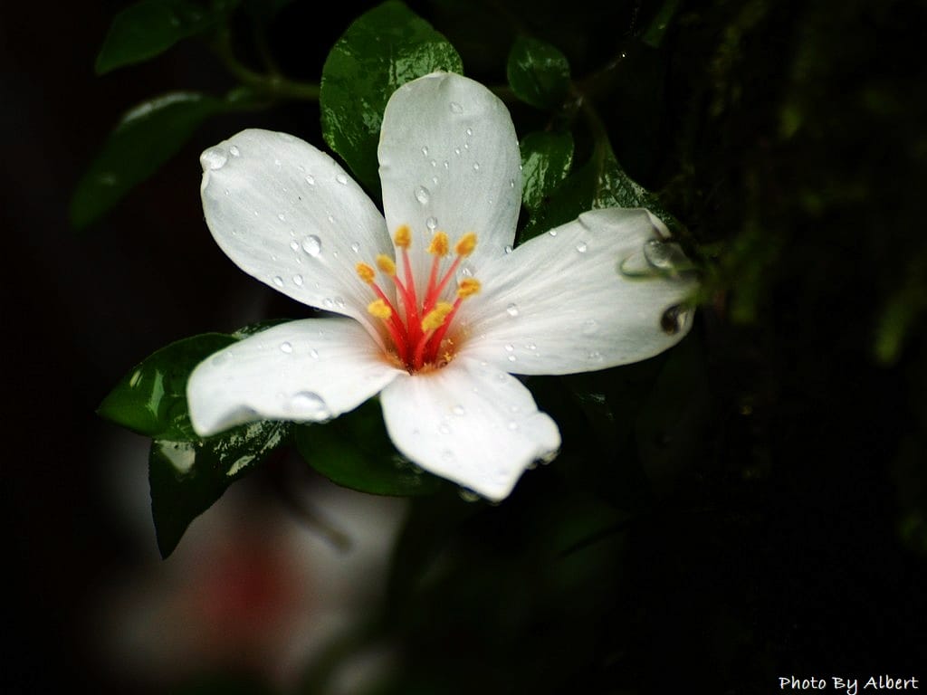 小粗坑古道．桃園龍潭油桐花