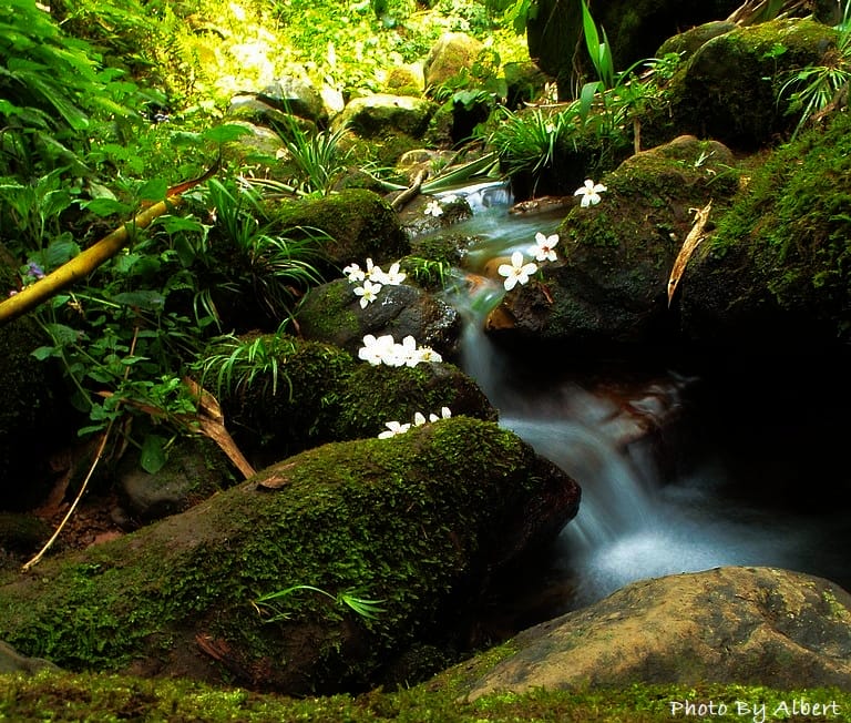 小粗坑古道．桃園龍潭油桐花