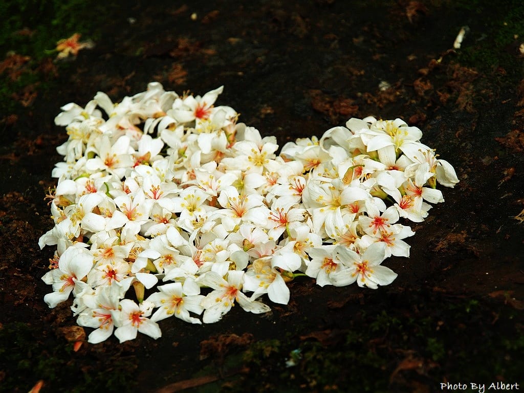 小粗坑古道．桃園龍潭油桐花