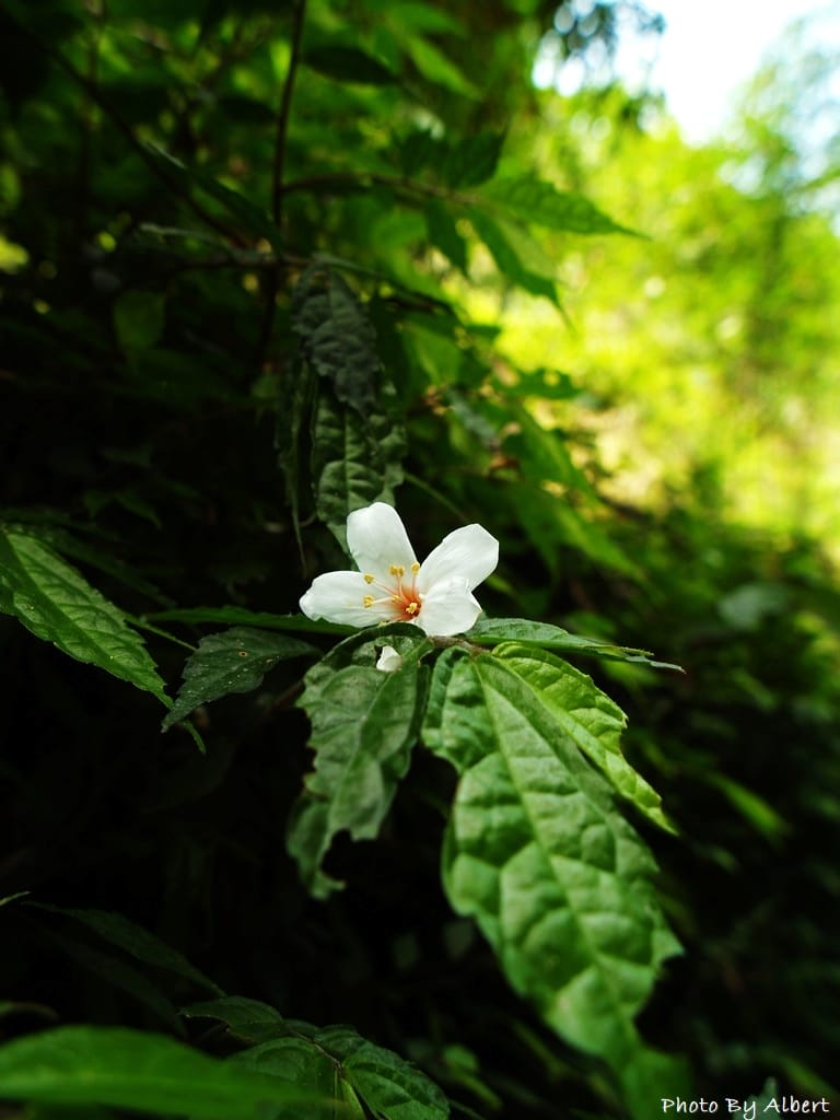 小粗坑古道．桃園龍潭油桐花