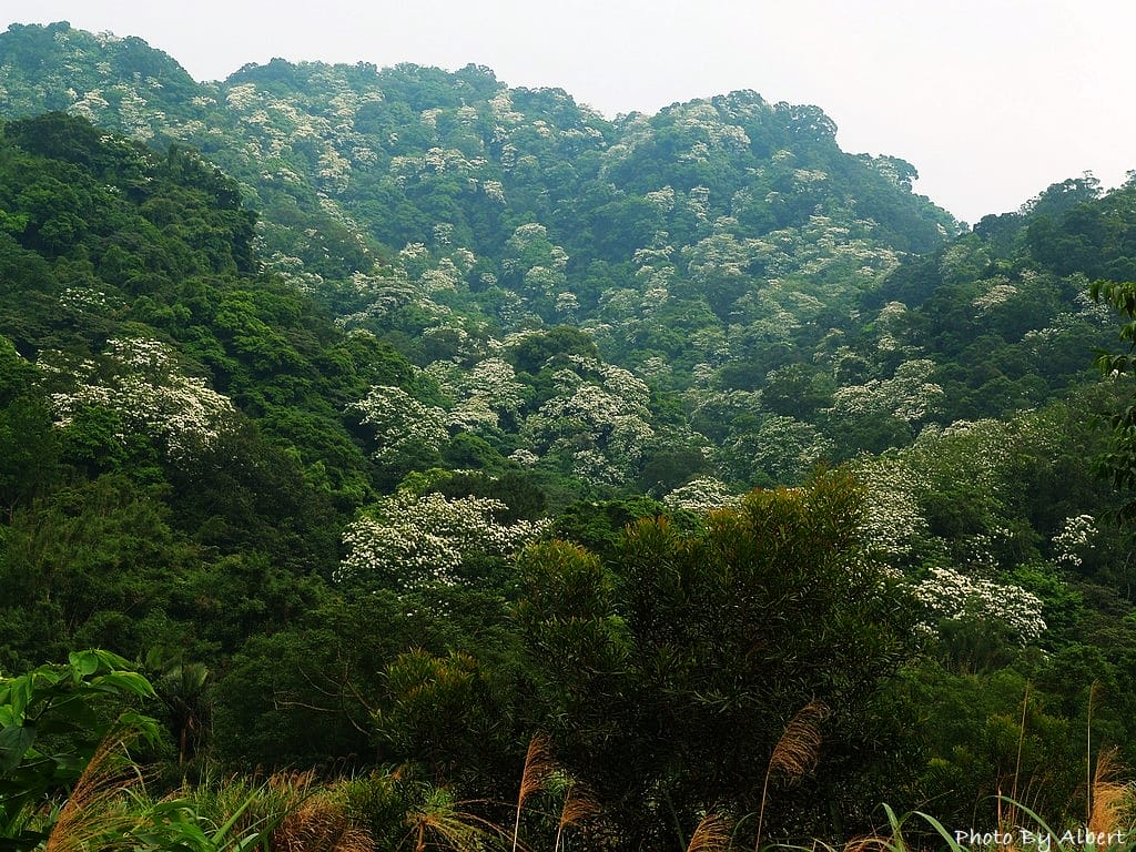 小粗坑古道．桃園龍潭油桐花