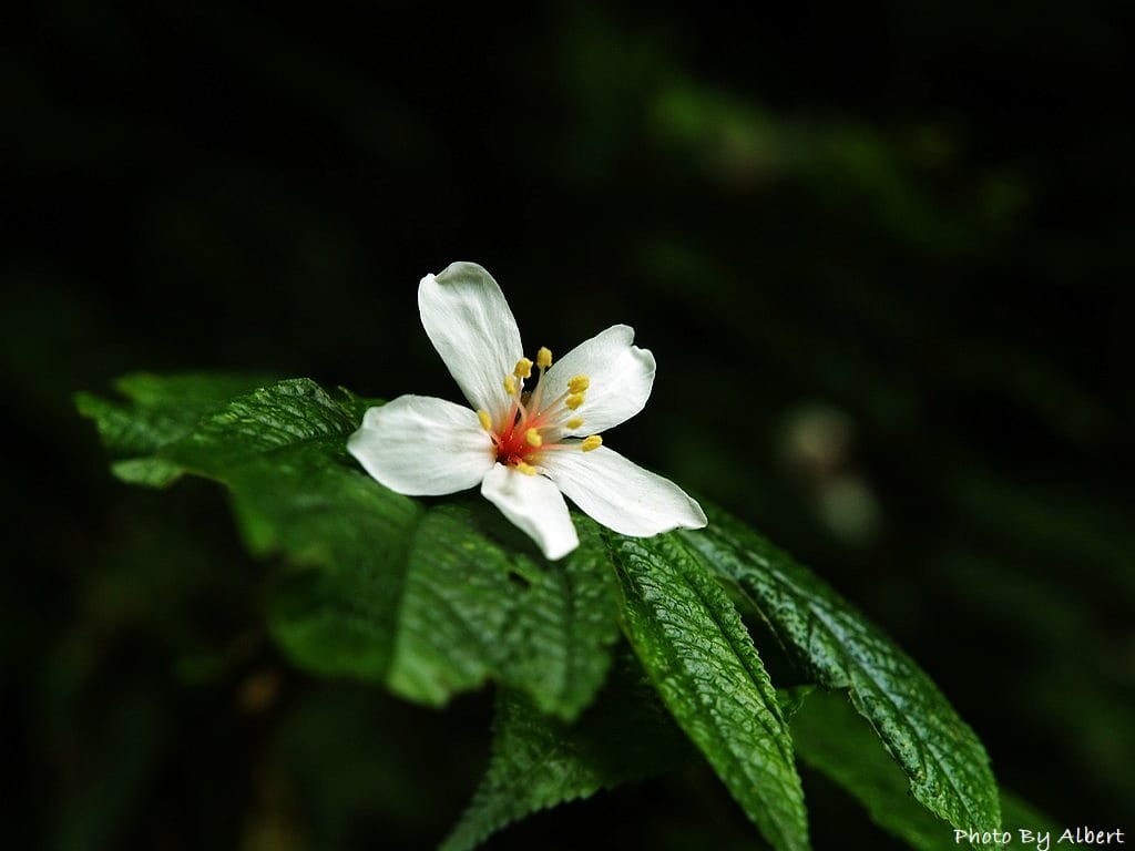小粗坑古道．桃園龍潭油桐花