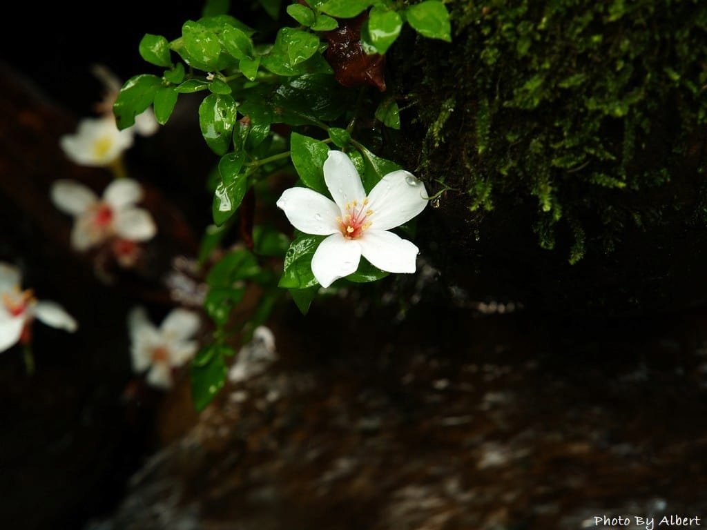 小粗坑古道．桃園龍潭油桐花