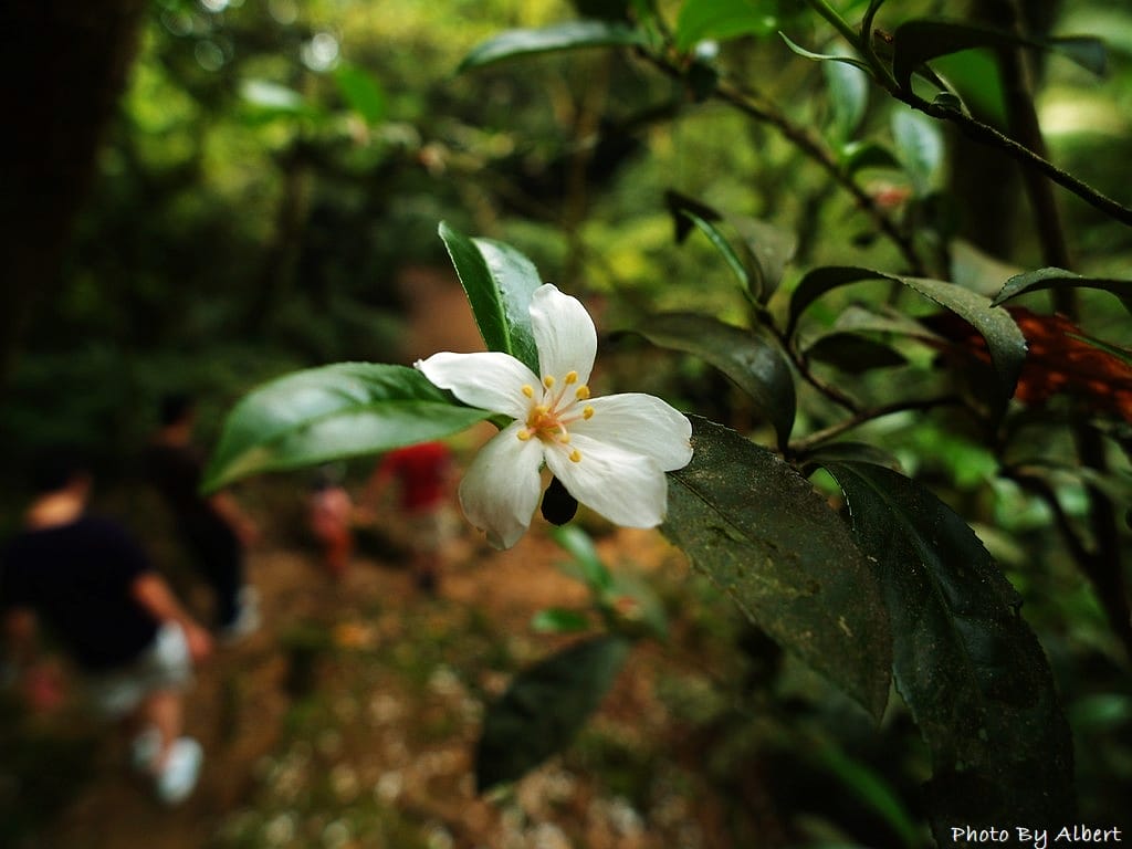 小粗坑古道．桃園龍潭油桐花
