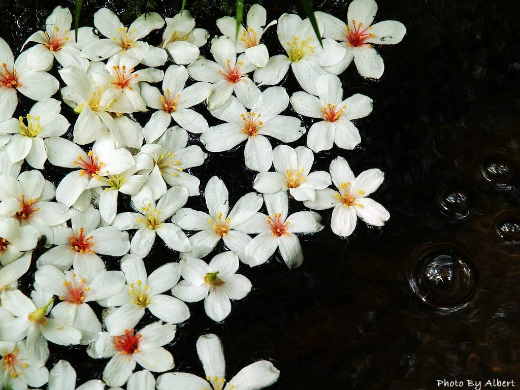小粗坑古道．桃園龍潭油桐花