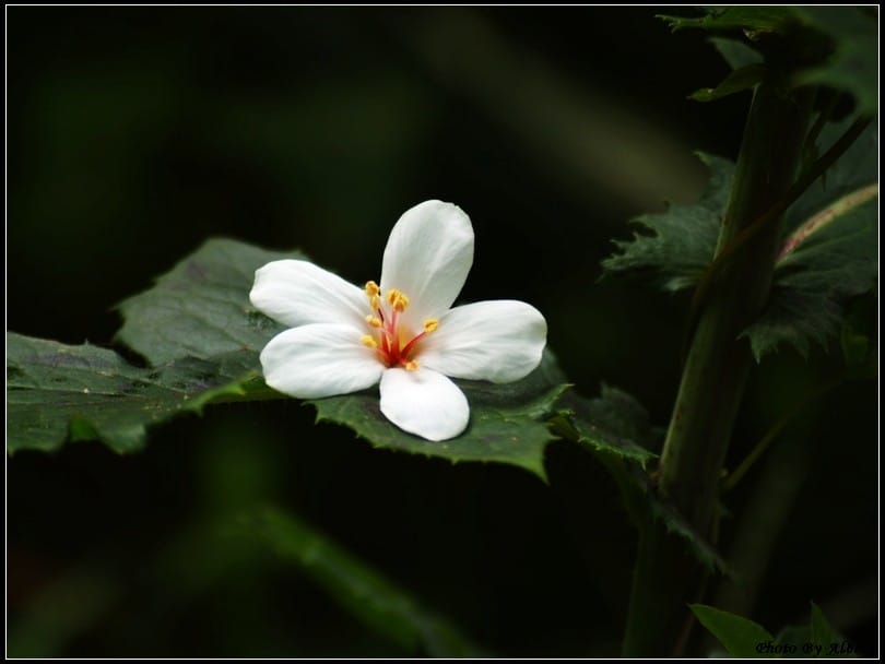【油桐花】桃園大溪．金面山油桐花
