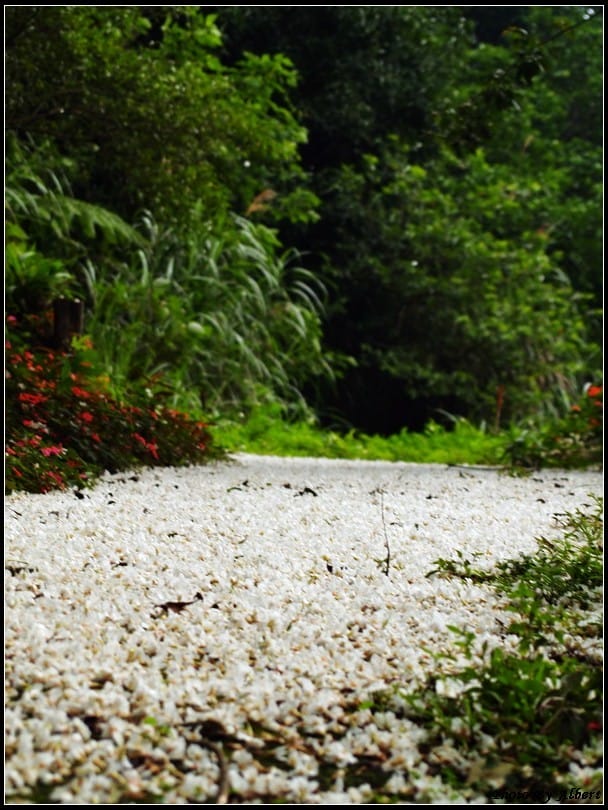 【油桐花】桃園大溪．金面山油桐花