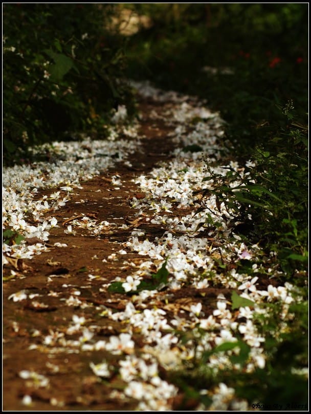 【油桐花】桃園大溪．金面山油桐花