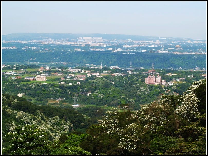 【油桐花】桃園大溪．金面山油桐花
