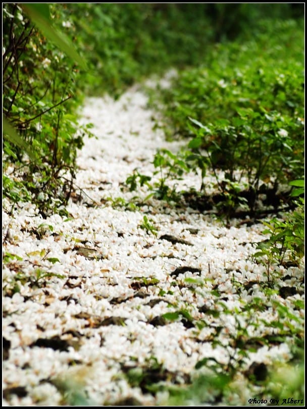 【油桐花】桃園大溪．金面山油桐花