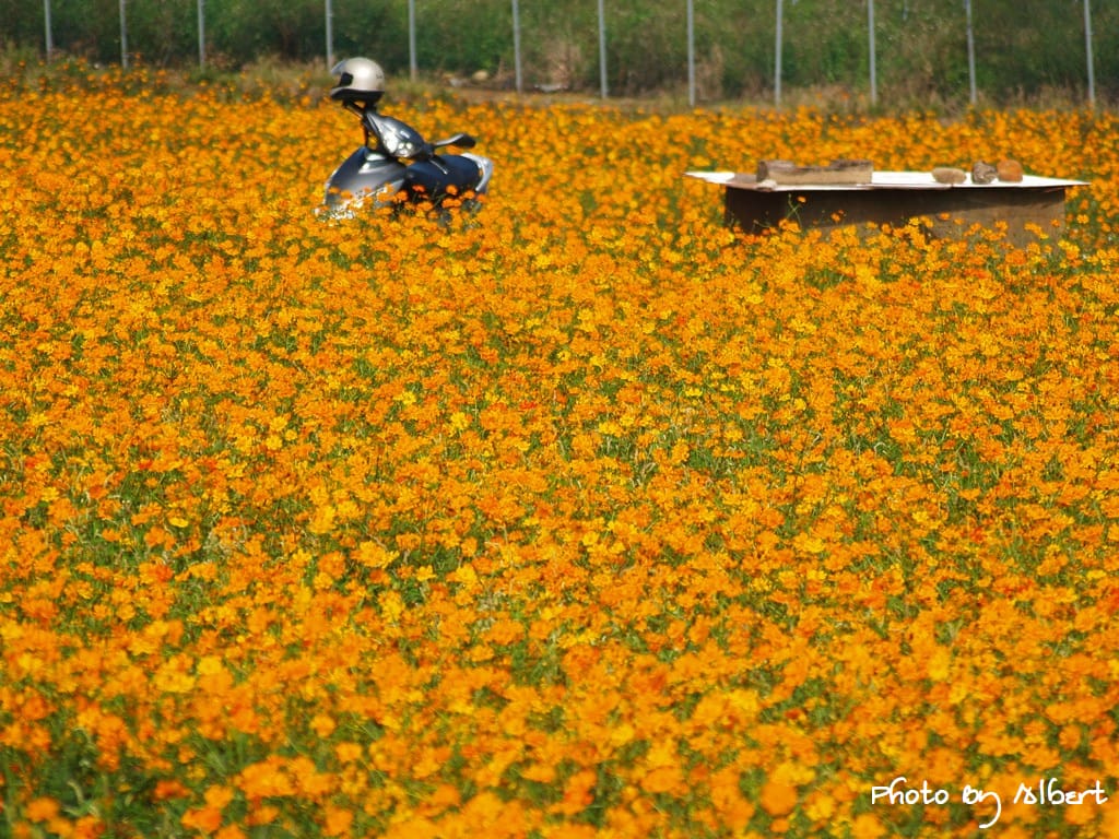 【花賞】桃園大溪．秋冬季花賞（波斯菊）