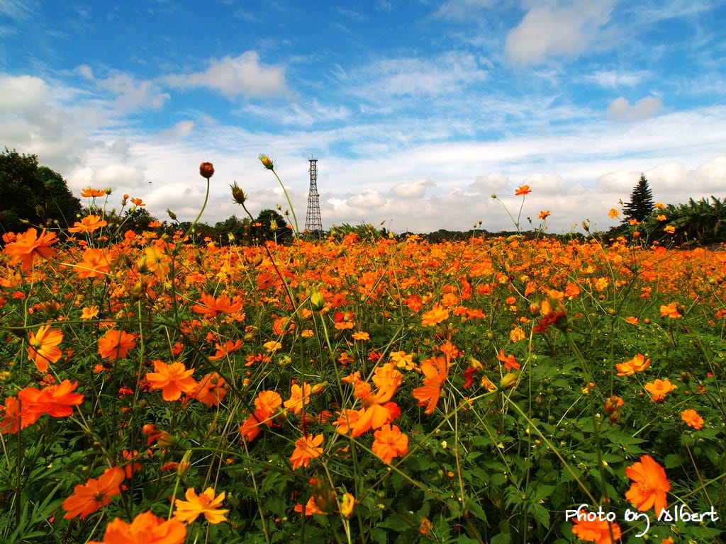 【花賞】桃園大溪．秋冬季花賞（波斯菊）