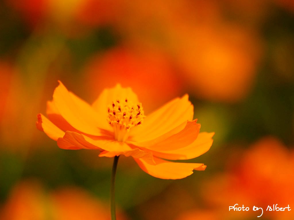 【花賞】桃園大溪．秋冬季花賞（波斯菊）