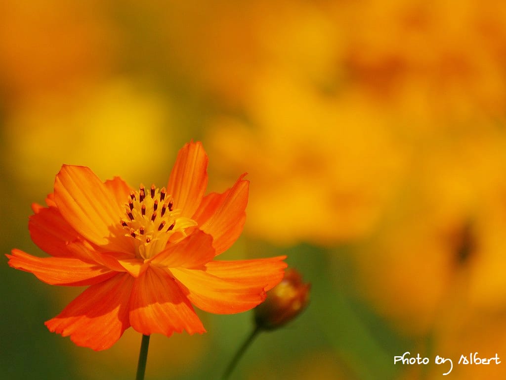 【花賞】桃園大溪．秋冬季花賞（波斯菊）