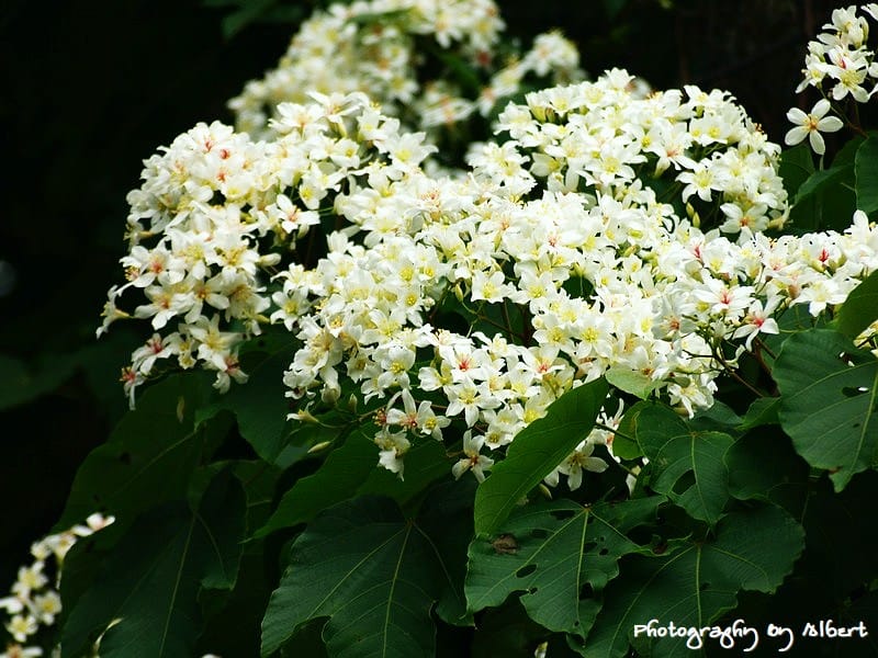 【油桐花】桃園龜山．楓樹村（110512遠眺桐花林）