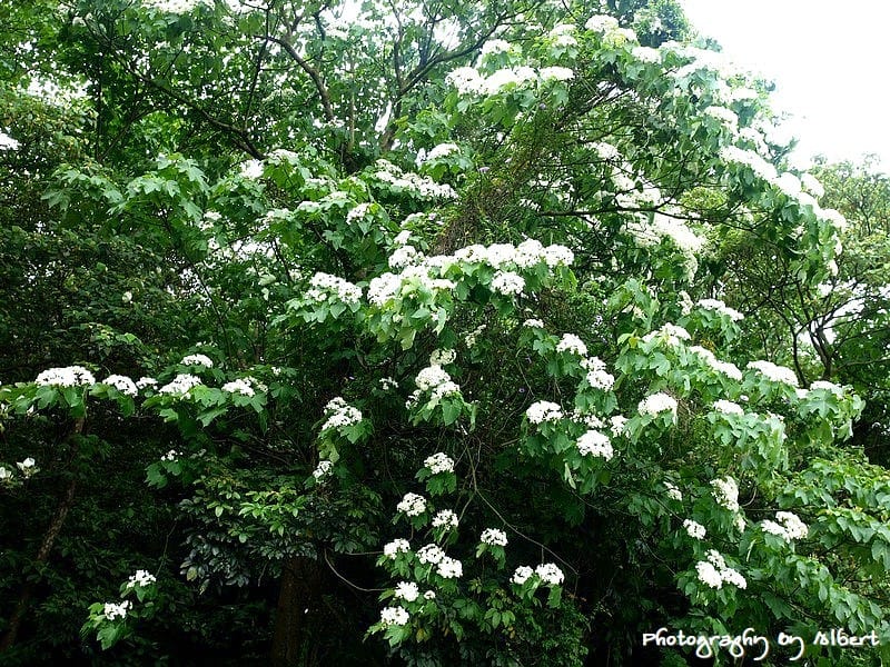 【油桐花】桃園龜山．楓樹村（110512遠眺桐花林）